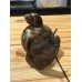 Caracol gigante Tigre -  (Achatina achatina)